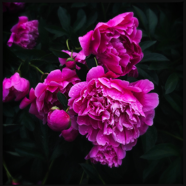 Pink Peonies in Flower Garden
