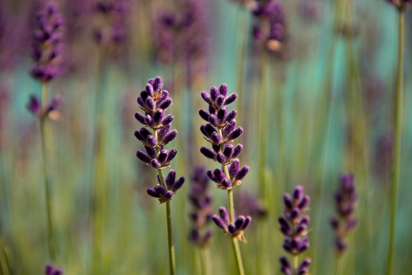 Lavender in Nature